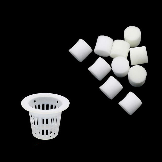 Nursery Sponge Flower Seed