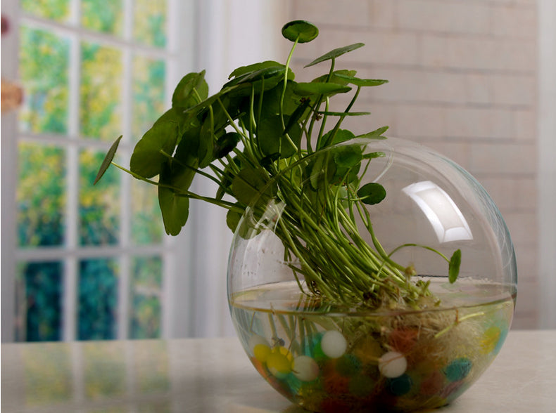 Transparent Glass Hydroponic Flower Vase