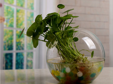Transparent Glass Hydroponic Flower Vase