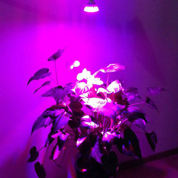Hydroponic Lamp Bulb